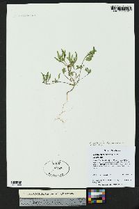 Chamaesyce hyssopifolia image