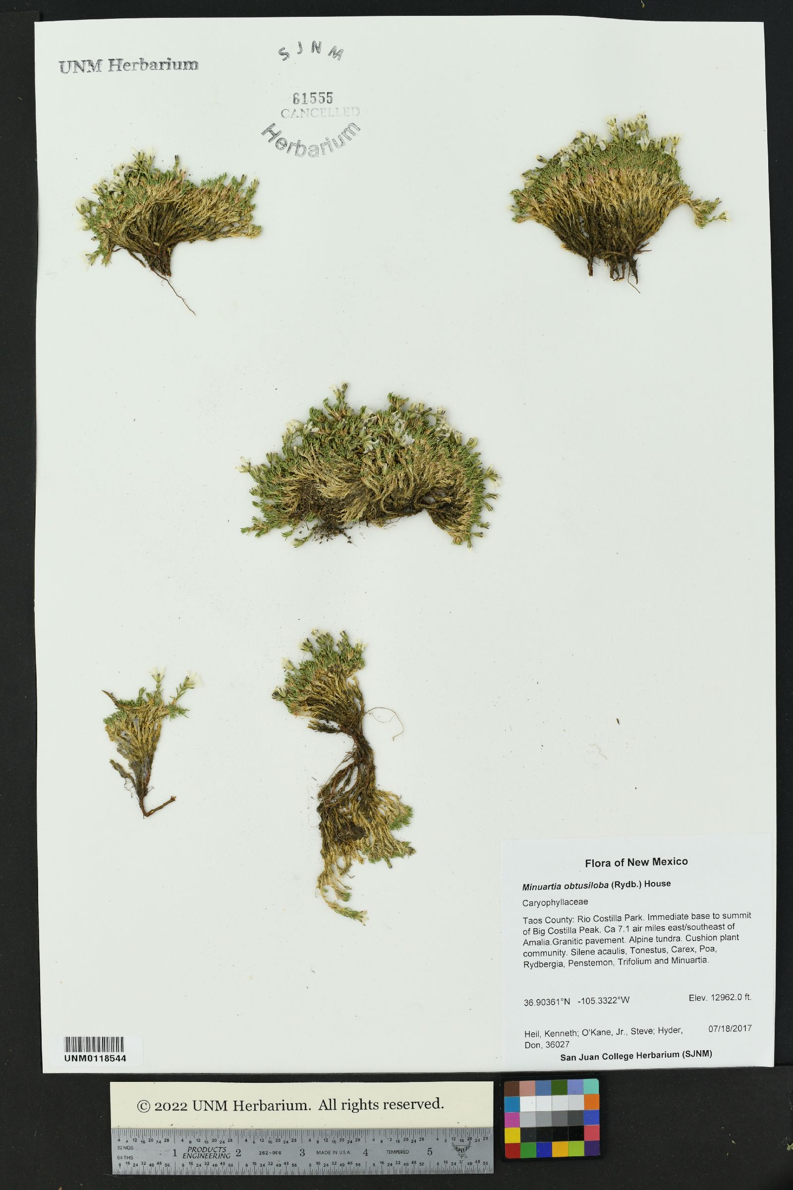 Cherleria obtusiloba image