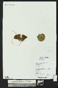 Image of Mammillaria klissingiana