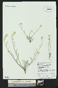 Physaria rectipes image