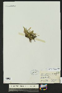 Cherleria obtusiloba image