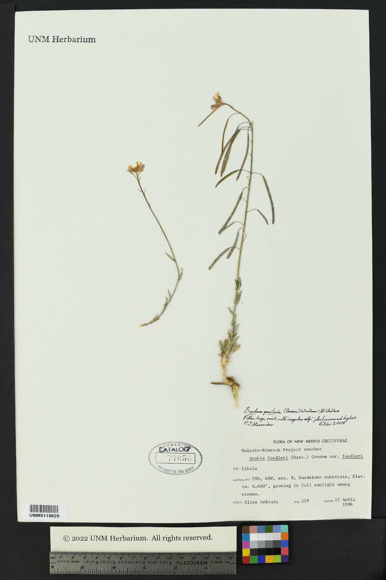 Boechera gracilenta image