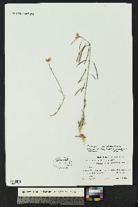 Boechera gracilenta image