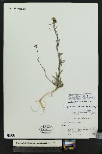 Boechera quadrangulensis image