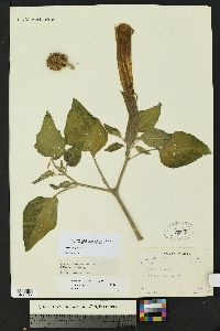 Datura wrightii image