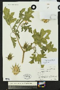 Datura quercifolia image