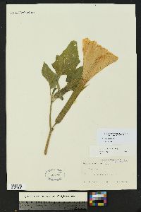 Datura wrightii image