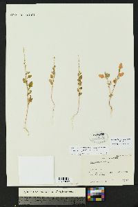 Chenopodium fremontii image