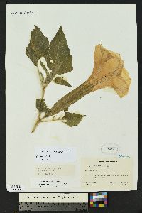 Datura innoxia image