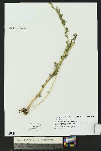 Chenopodium hians image