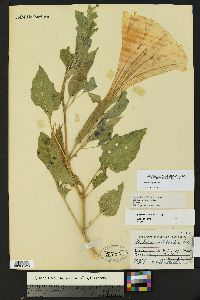 Datura wrightii image