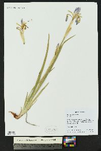 Iris missouriensis image