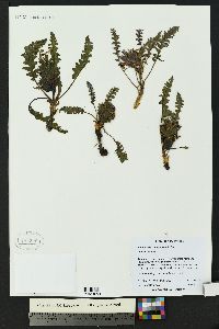 Pedicularis centranthera image