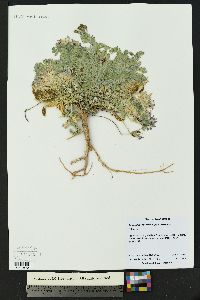 Astragalus iodopetalus image