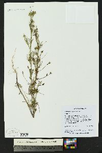 Heterosperma pinnatum image