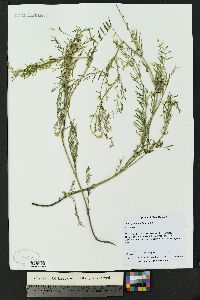 Astragalus multiflorus image