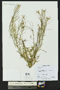 Sisymbrium irio image