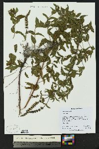 Mentha spicata image