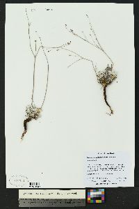 Eriogonum tenellum var. tenellum image