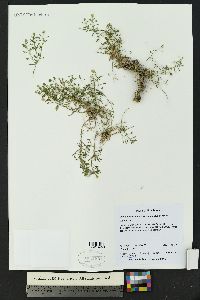 Perityle staurophylla image