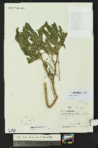 Datura quercifolia image