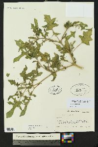 Datura quercifolia image