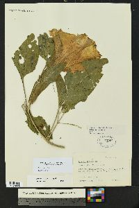 Datura wrightii image