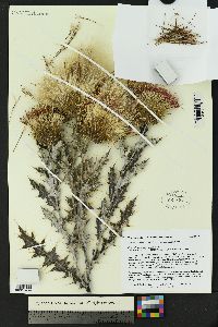 Cirsium ochrocentrum var. martinii image