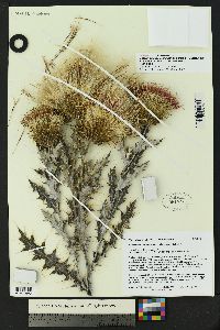 Cirsium ochrocentrum var. martinii image