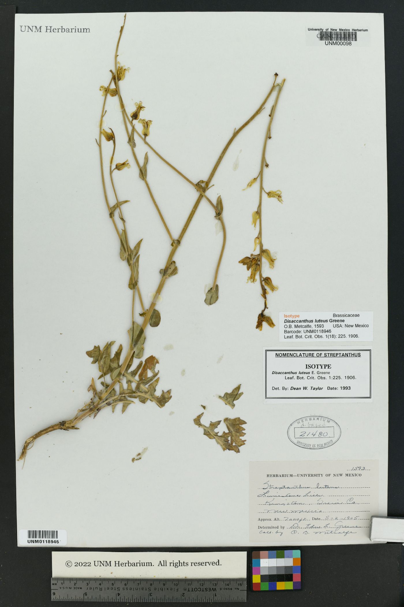 Disaccanthus image