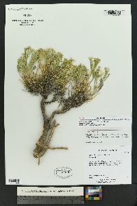 Lepidium montanum image