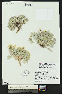 Physaria newberryi image