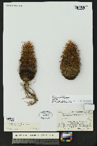 Echinocereus russanthus image