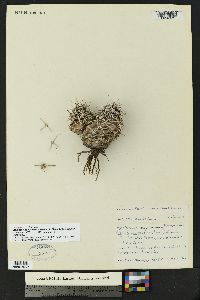 Echinocereus fendleri subsp. fendleri image
