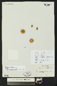 Mammillaria barbata image
