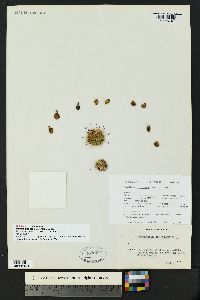 Mammillaria barbata image