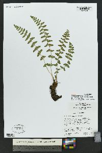 Woodsia neomexicana image