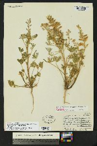 Lupinus arizonicus subsp. sonorensis image