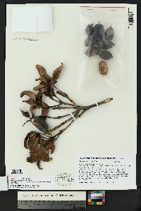 Alfaroa guanacastensis image