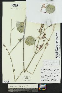 Anulocaulis leiosolenus image