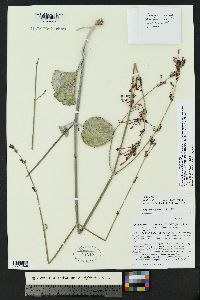 Anulocaulis leiosolenus image