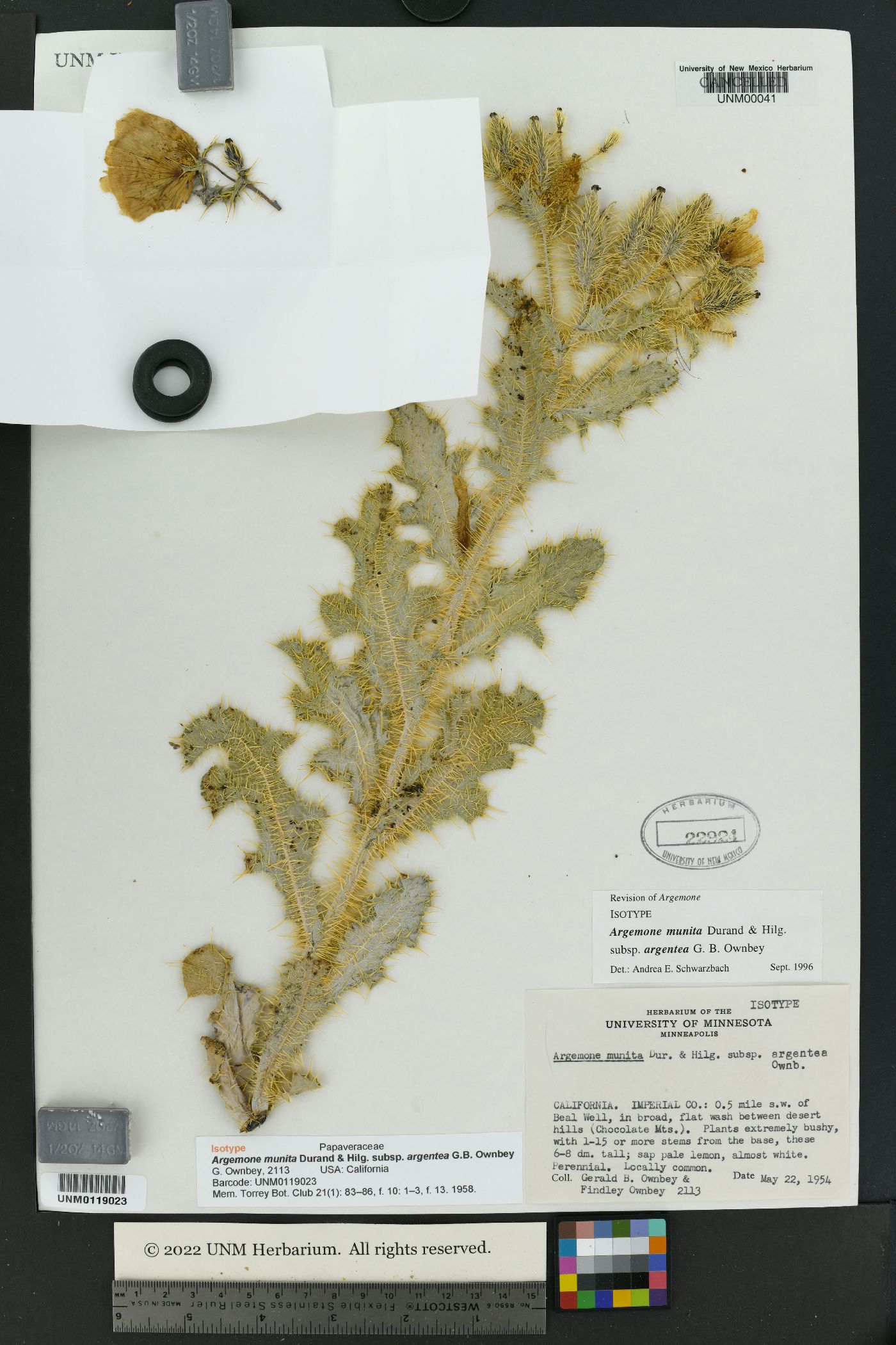 Argemone munita subsp. argentea image