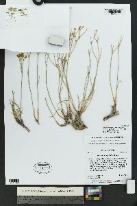 Eriogonum mitophyllum image