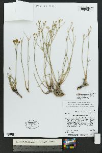 Eriogonum mitophyllum image