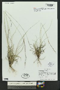 Aristida spanospicula image