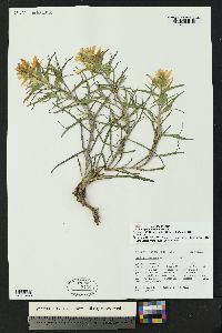 Castilleja genevievana image