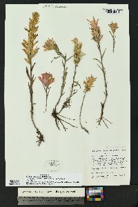 Castilleja kaibabensis image