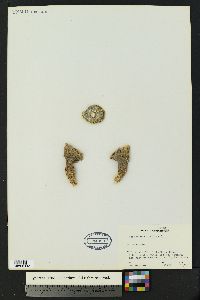 Lophophora williamsii image