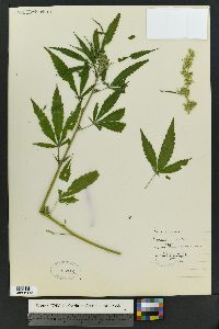 Cannabis sativa image