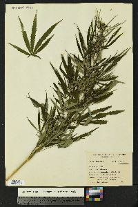 Cannabis sativa image